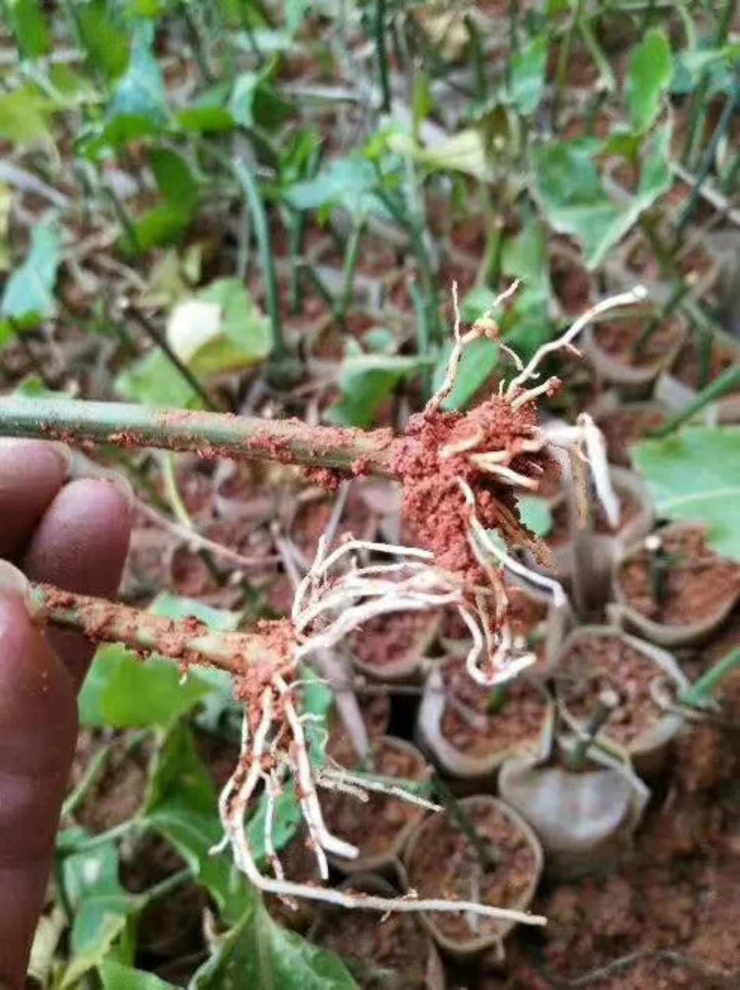 羊粪肥的作用